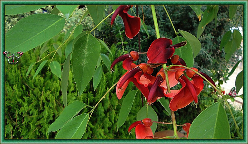Red Flowers on Green Plant — Natural, Afternoon, Photograph
