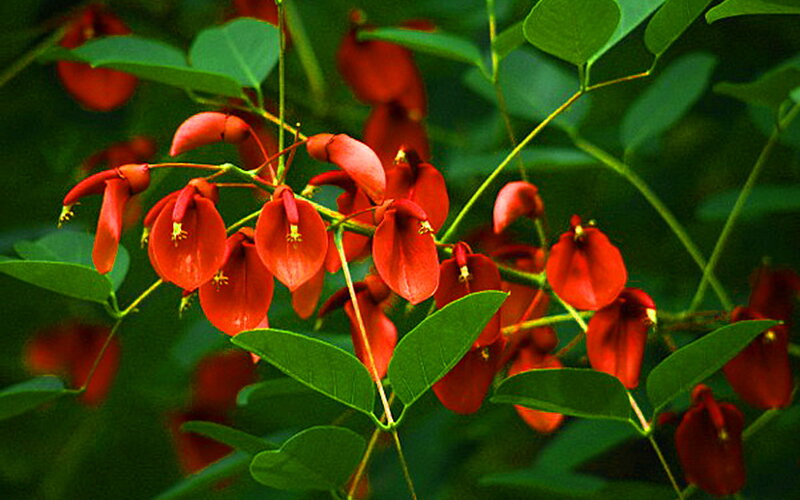 Red Flowers on Green Plant — Natural, Photograph