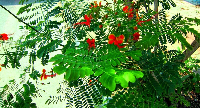Red Flowers on Green Plant — Natural