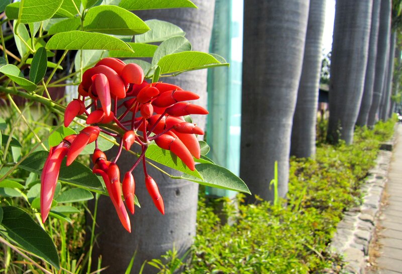 Red Flowers on Green Plant — Serene