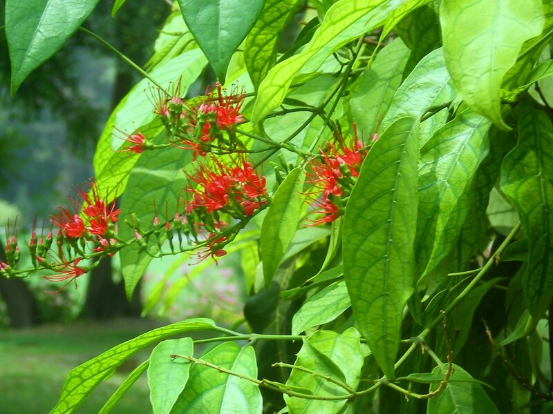 Red flowers on green plant