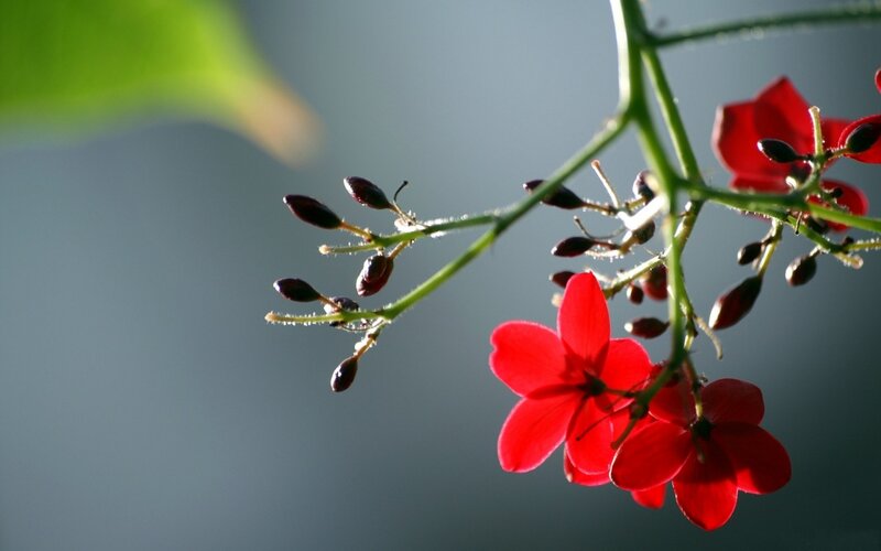 Red Flowers on Green Stem — Serene, Morning