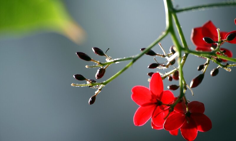 Red Flowers on Green Stem — Serene
