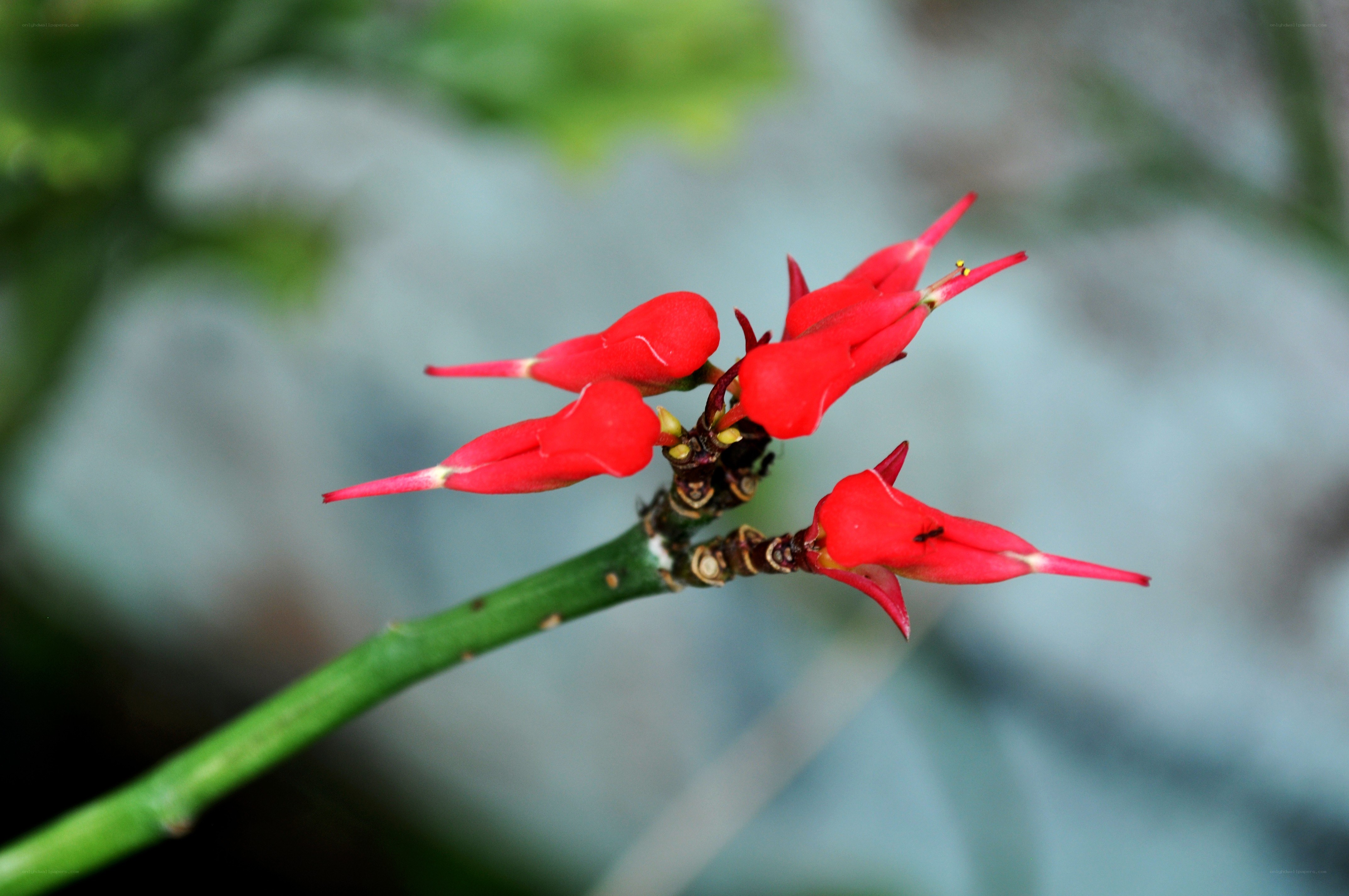 red flowers on green stem