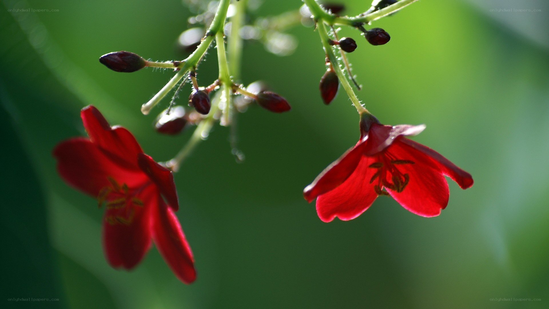 Red flowers on green stems
