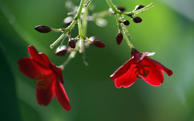 Red flowers on green stems