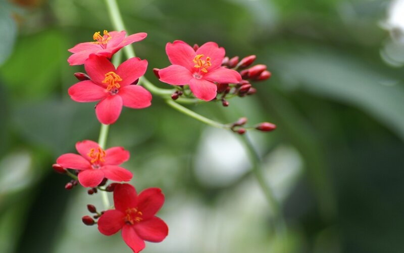 Red Flowers on Green Stems — Calm