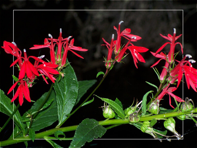 Red Flowers on Green Stems — Dramatic