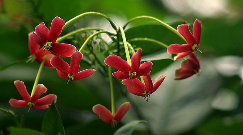 Red Flowers on Green Stems — Natural, Photograph