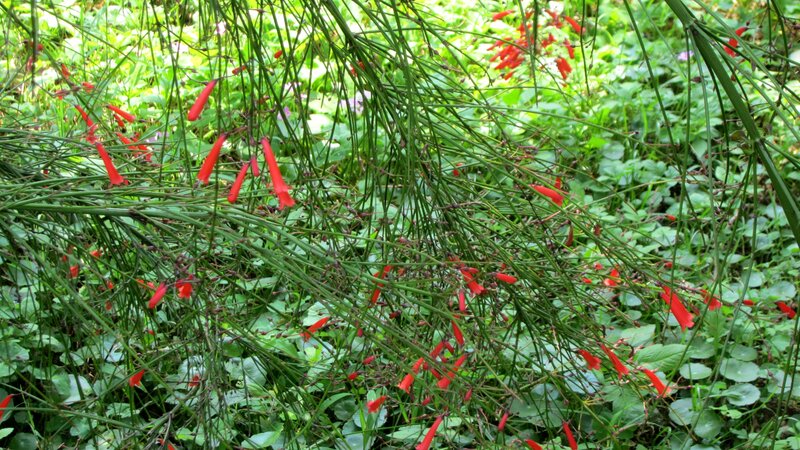 Red Flowers on Green Stems — Natural