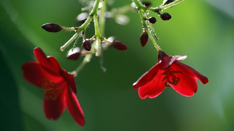 Red Flowers on Green Stems — Serene