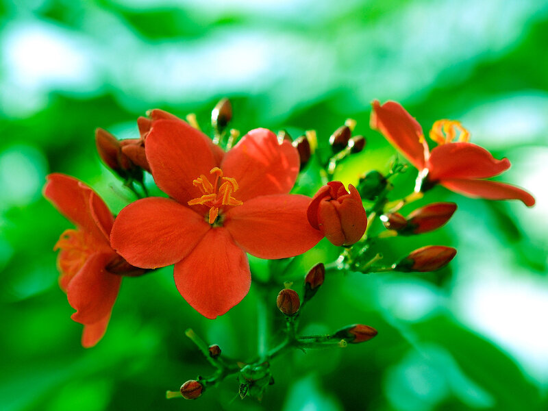 Red Flowers on Green Stems — Vibrant