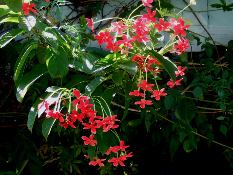 Red Flowers on Green Vine — Serene