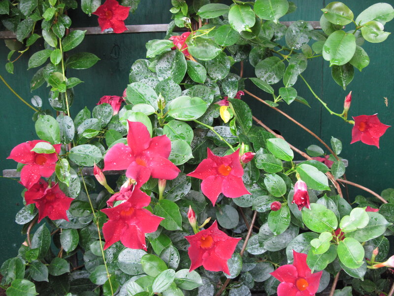 Red Flowers on Green Vine