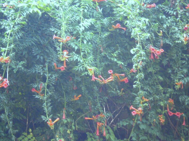 red flowers on green vines