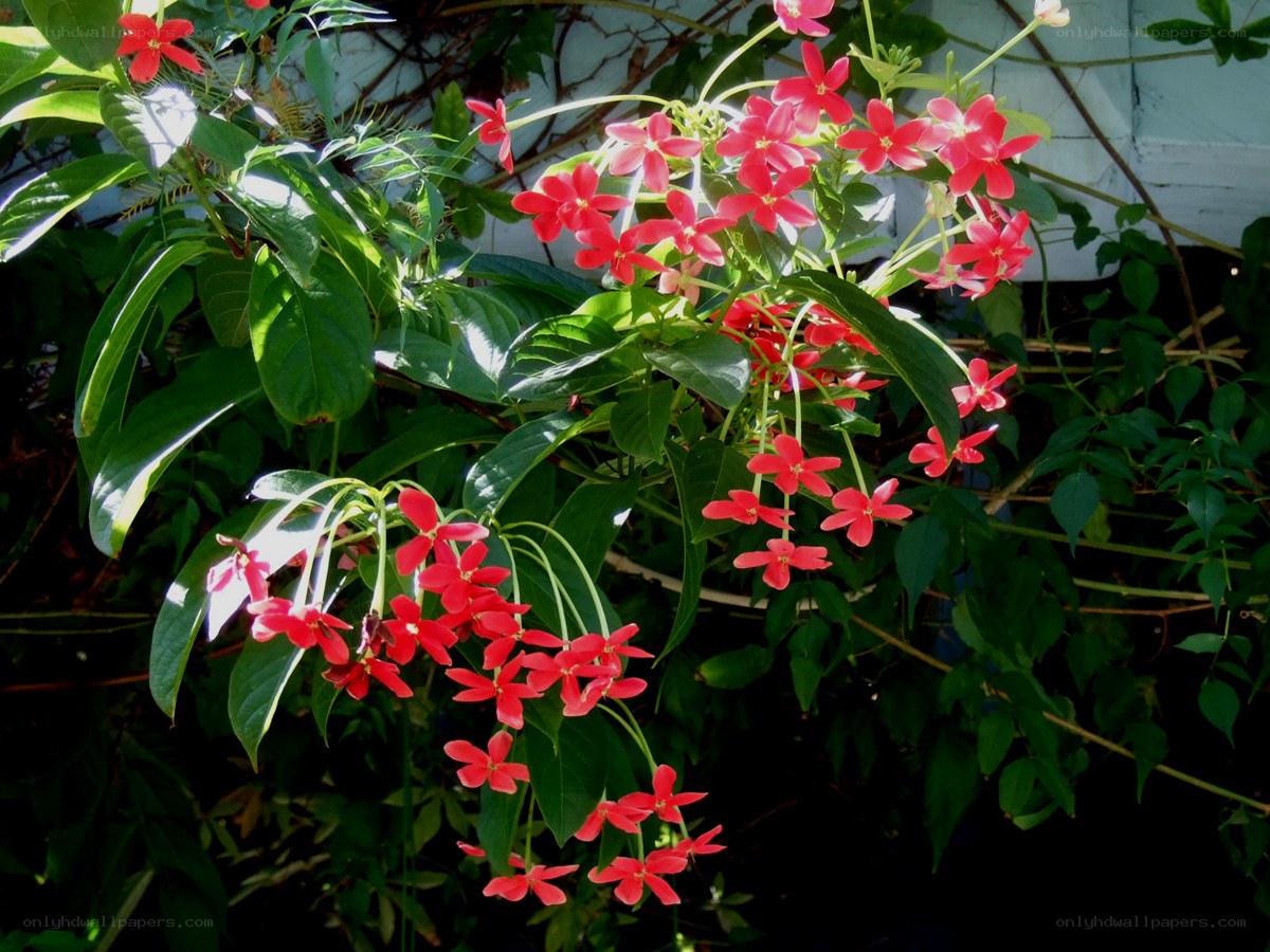 Red flowers on green vines