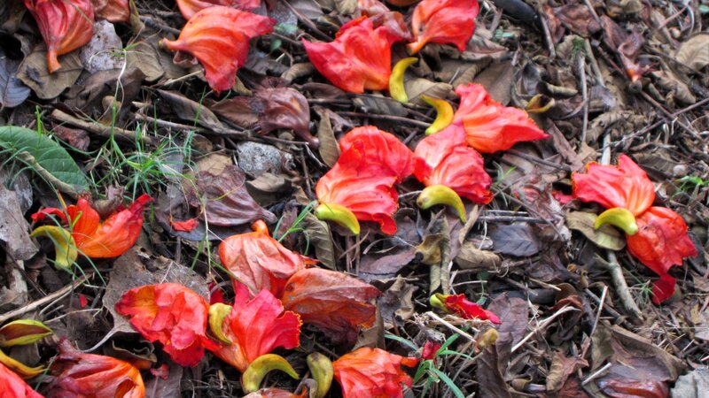 Red Flowers on Ground
