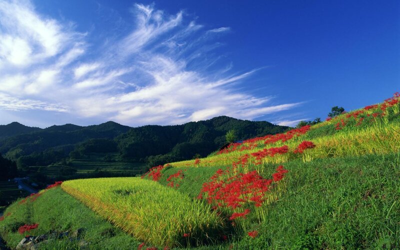 Red Flowers on Hillside — Blue