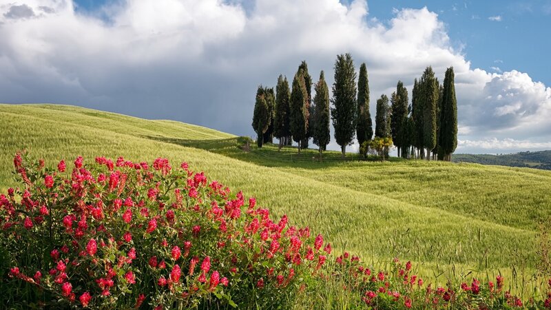 Red Flowers on Hillside — Green, Dramatic