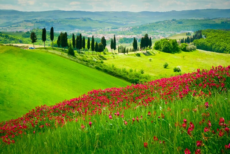Red Flowers on Hillside — Green