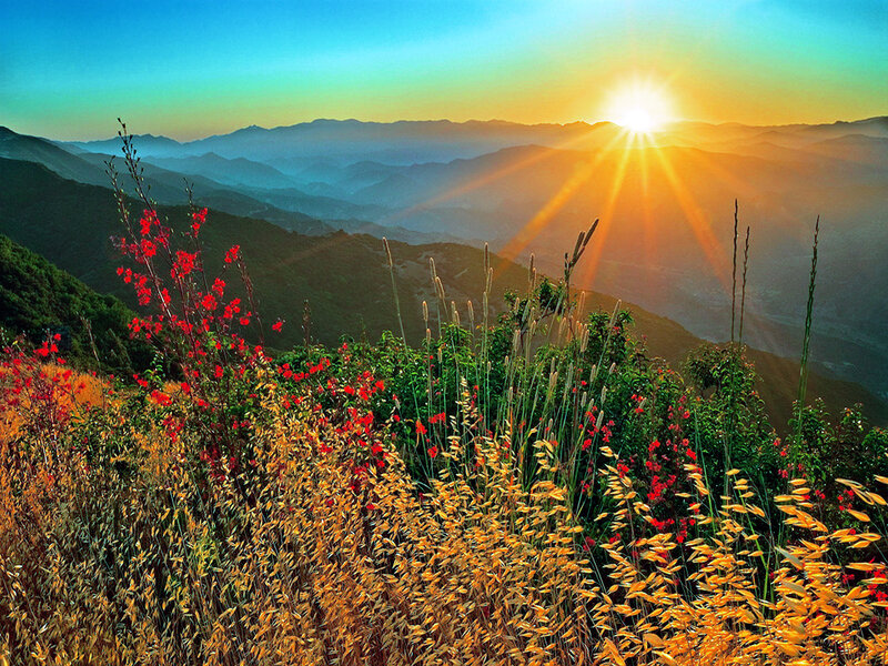 Red Flowers on Hillside — Orange