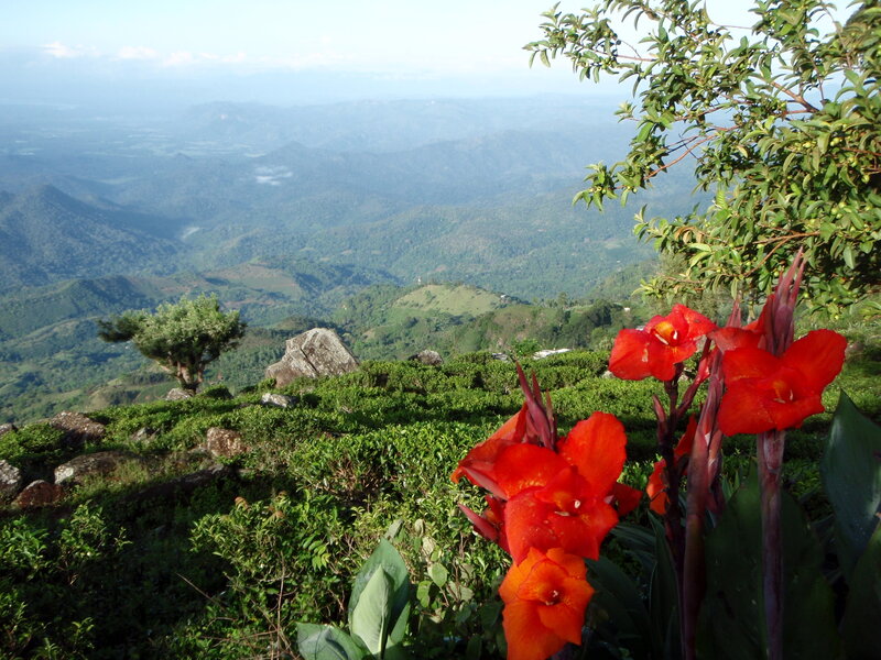 Red Flowers on Hillside — Serene