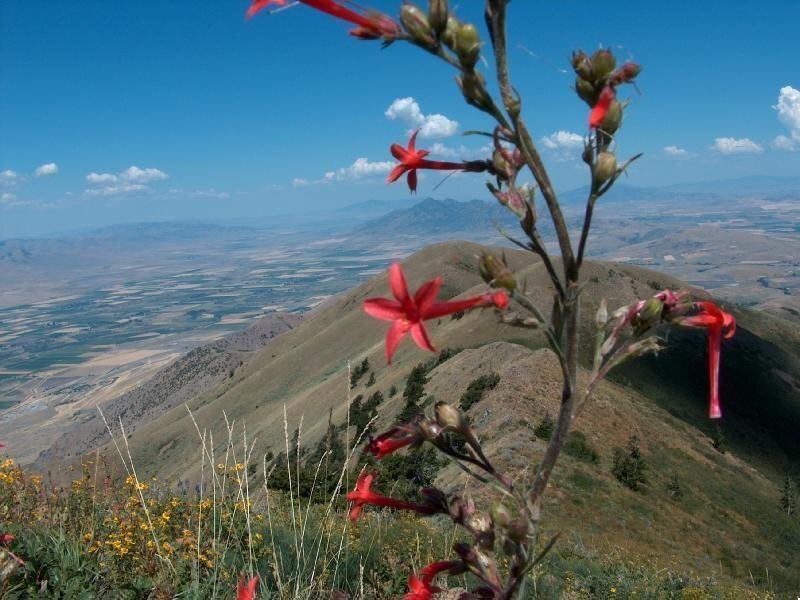 Red Flowers on Mountain — Blue