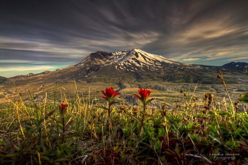 Red Flowers on Mountain — Green