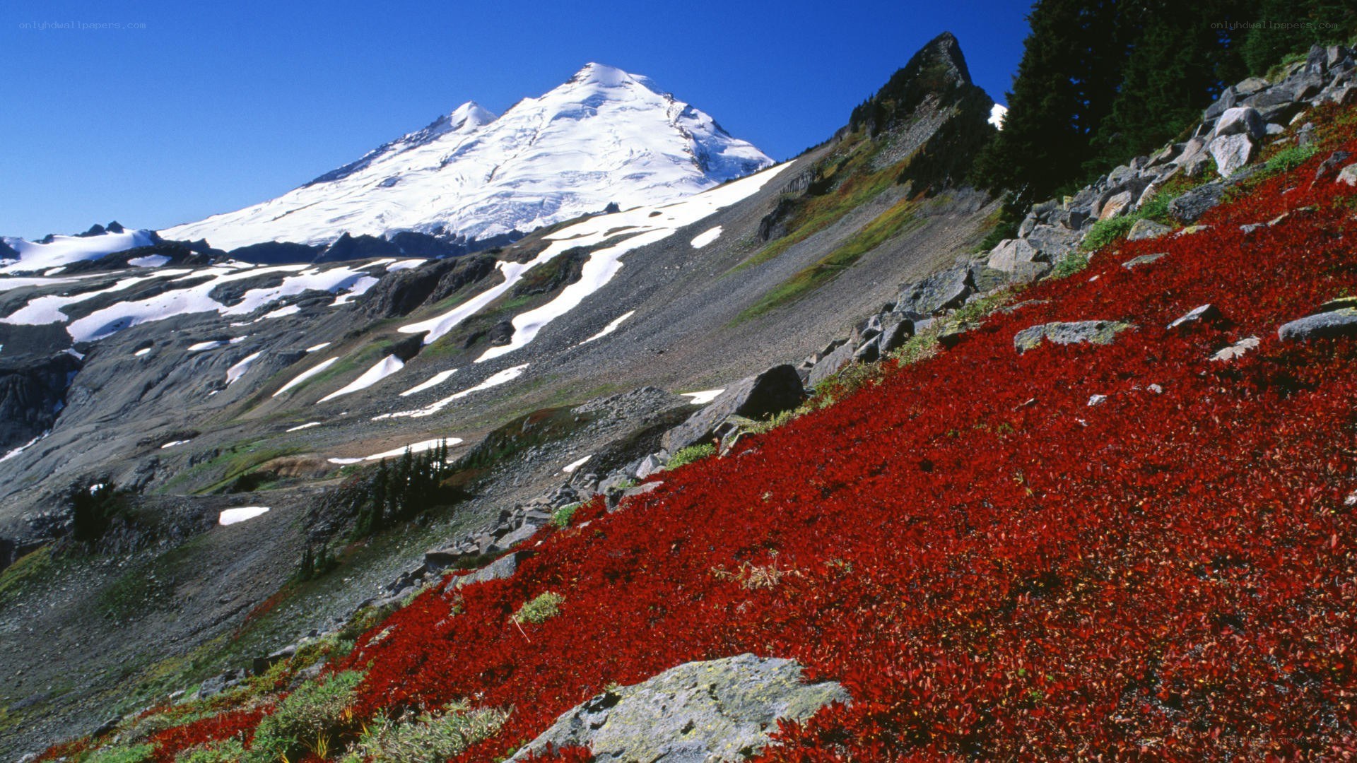 Red flowers on mountain slope