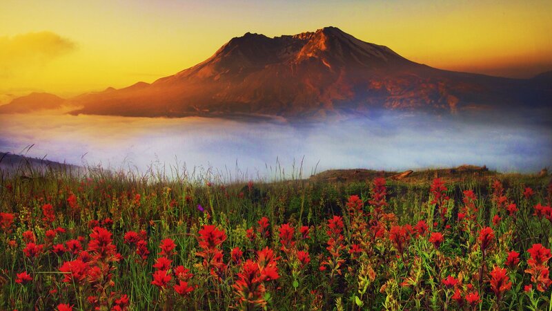 Red Flowers on Mountain Slope — Serene