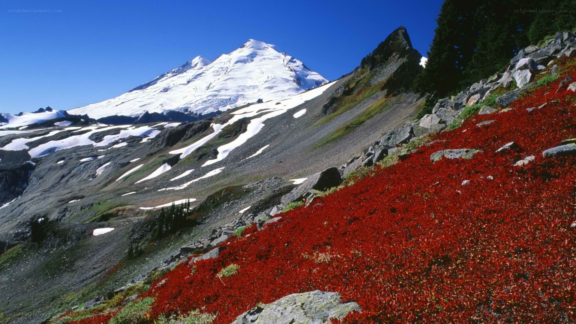 Red flowers on mountain slope