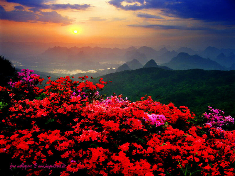 Red Flowers on Mountain