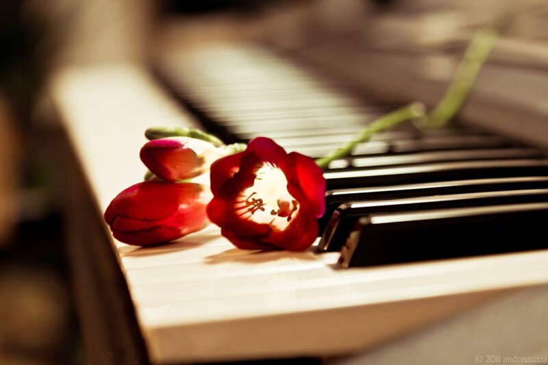 Red Flowers on Piano Keys