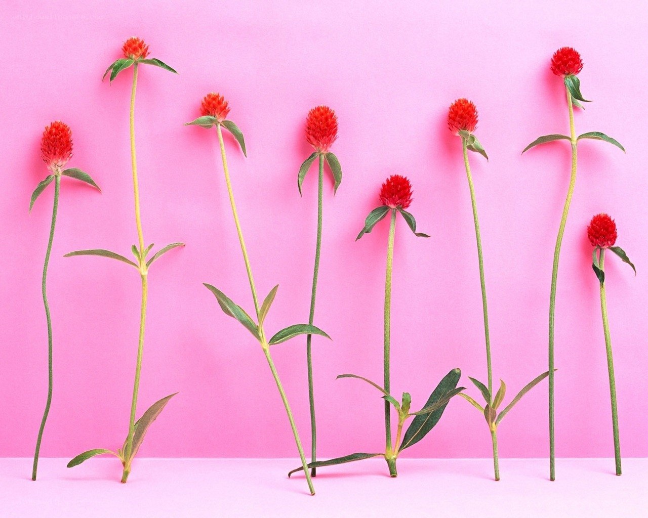 Red flowers on pink background