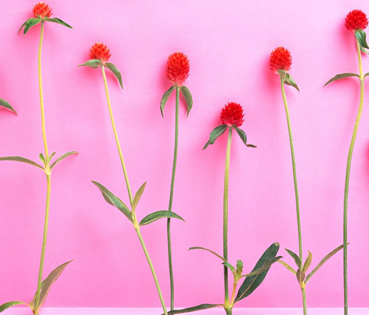 Red flowers on pink background