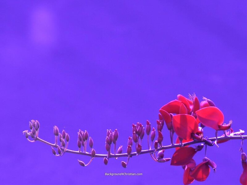 Red flowers on purple background