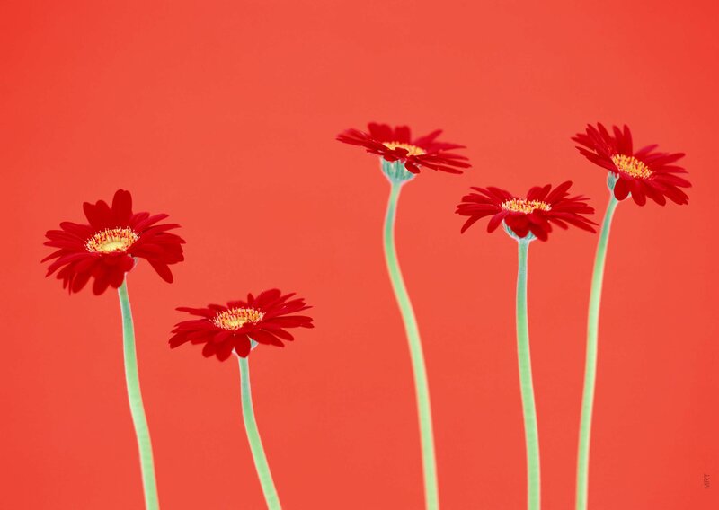 Red flowers on red background