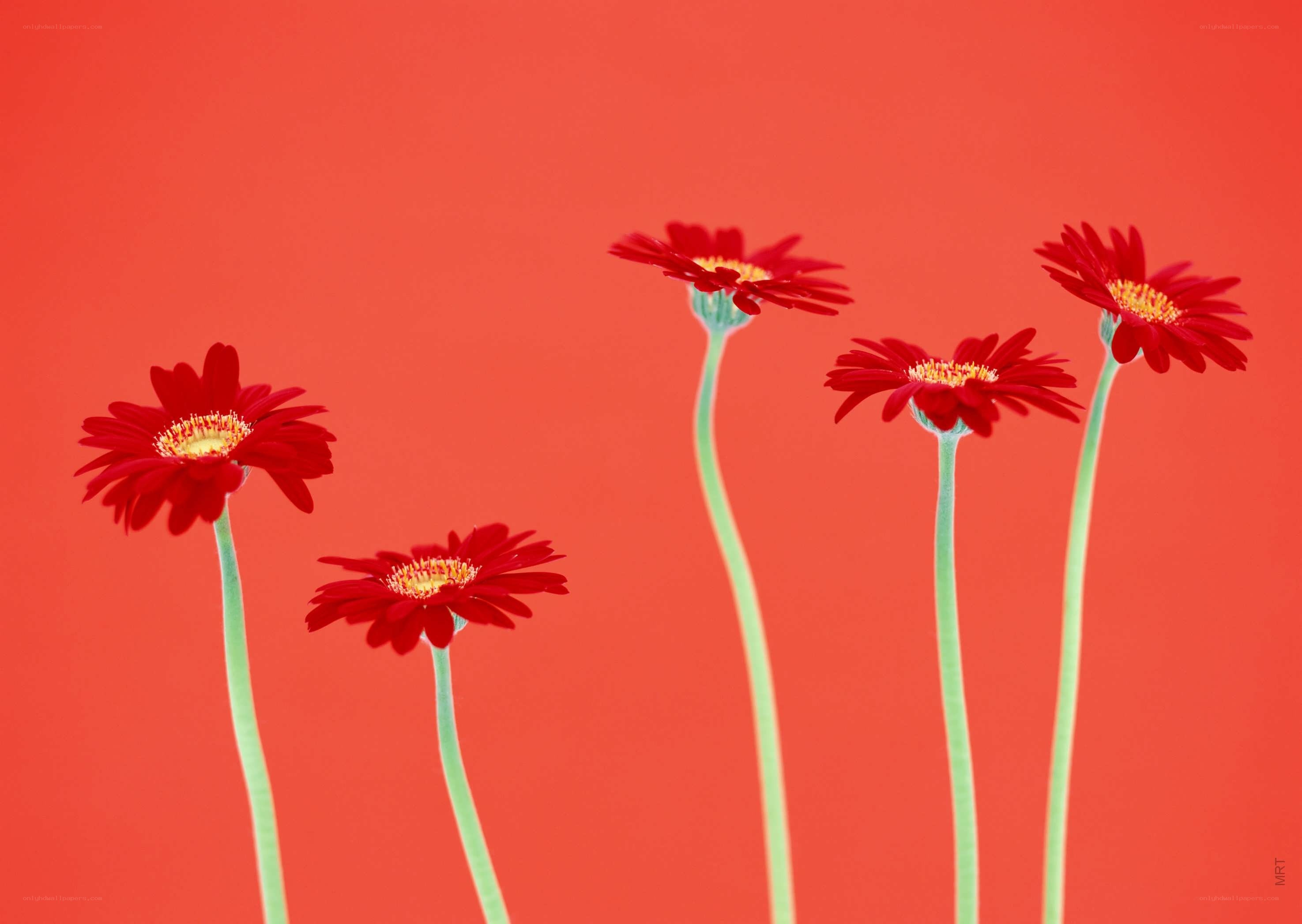 Red flowers on red background