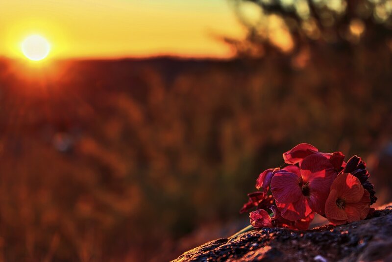 Red Flowers on Rock — Serene, Sunset