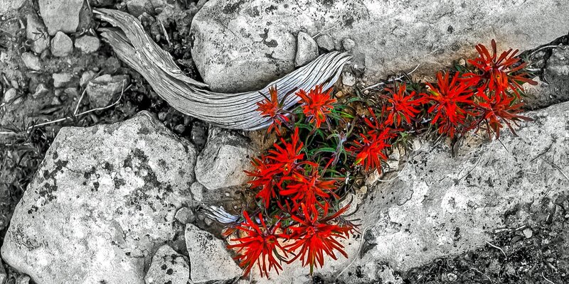 Red Flowers on Rocks — Dramatic