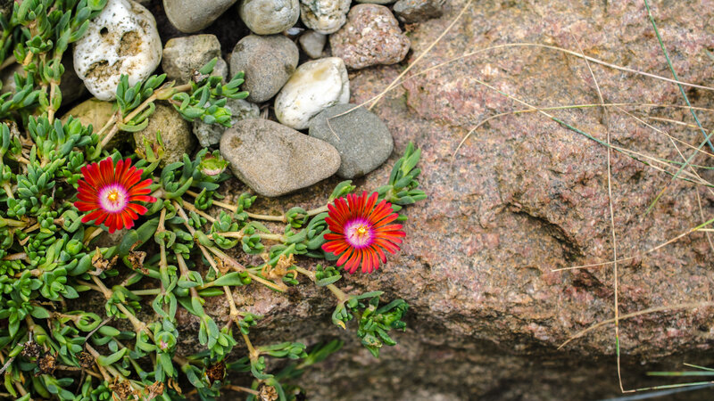 Red Flowers on Rocks — Natural