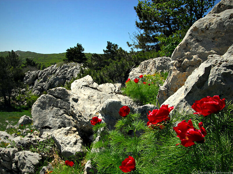 Red Flowers on Rocks — Serene