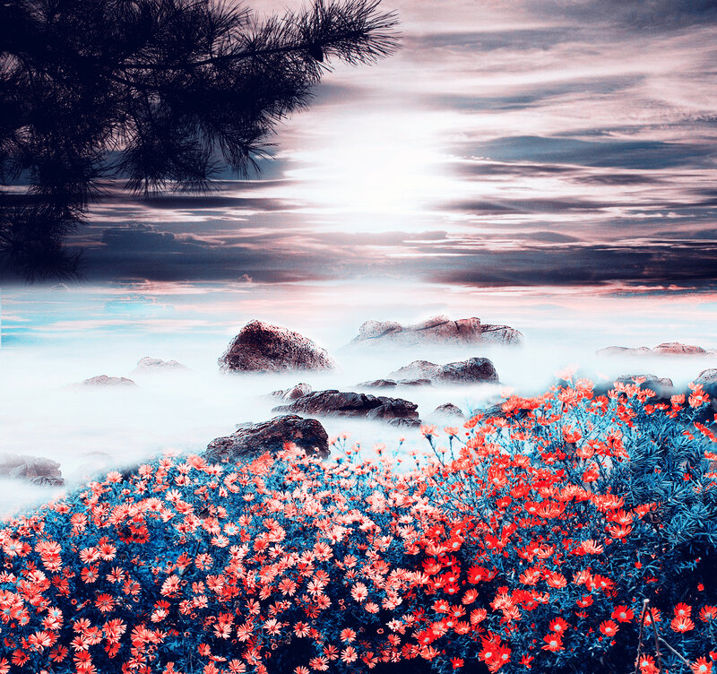 Red Flowers on Rocks