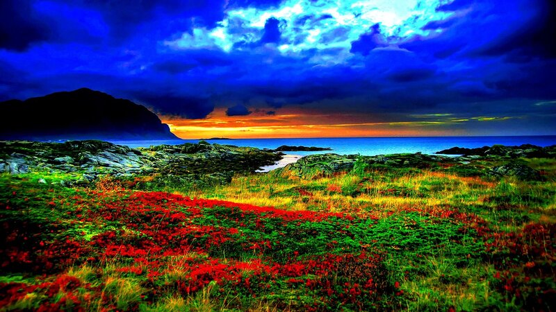 Red Flowers on Rocky Shore — Blue, Dramatic, Sunset, Photograph