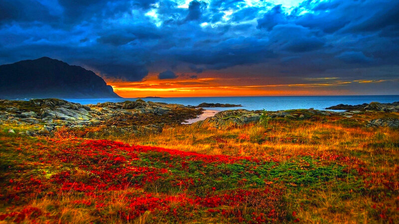 Red Flowers on Rocky Shore — Blue, Dramatic, Sunset