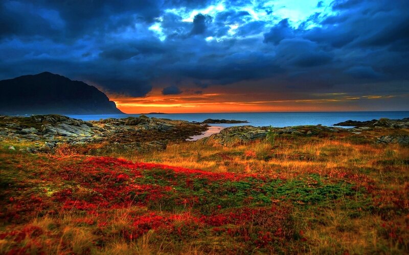 Red Flowers on Rocky Shore — Blue, Dramatic