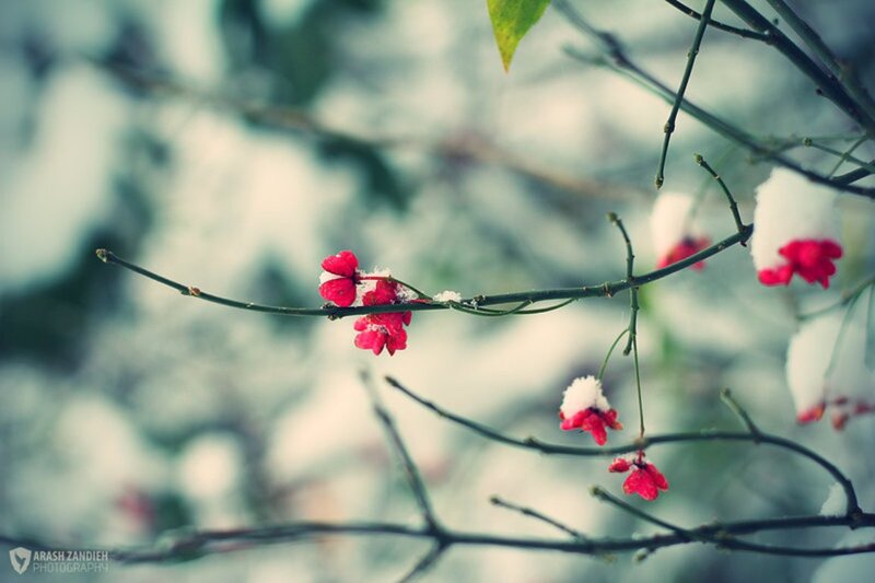 Red Flowers on Snowy Branch