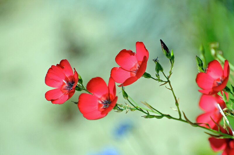 Red Flowers on Stems