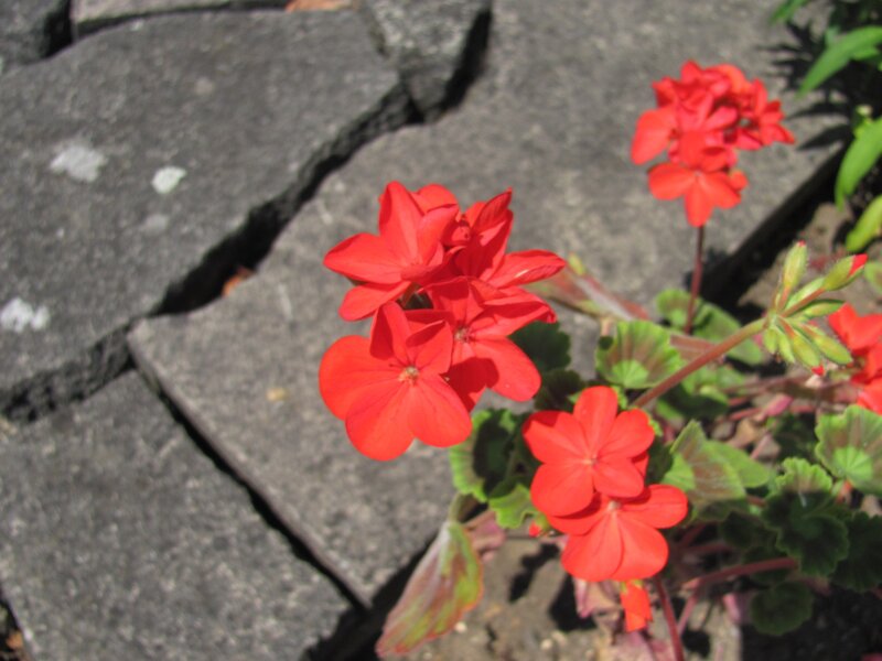 Red flowers on stone path