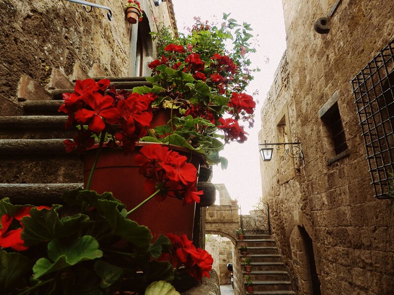 Red Flowers on Stone Stairs